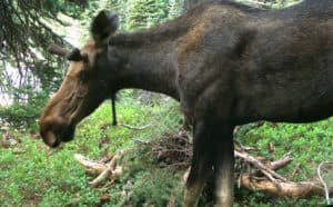 An Increasing Presence: Moose of the North Cascades