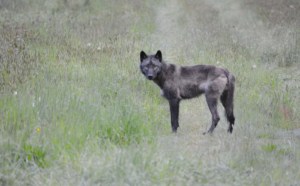 Carnivore Recovery: Wolves Return to Western Washington