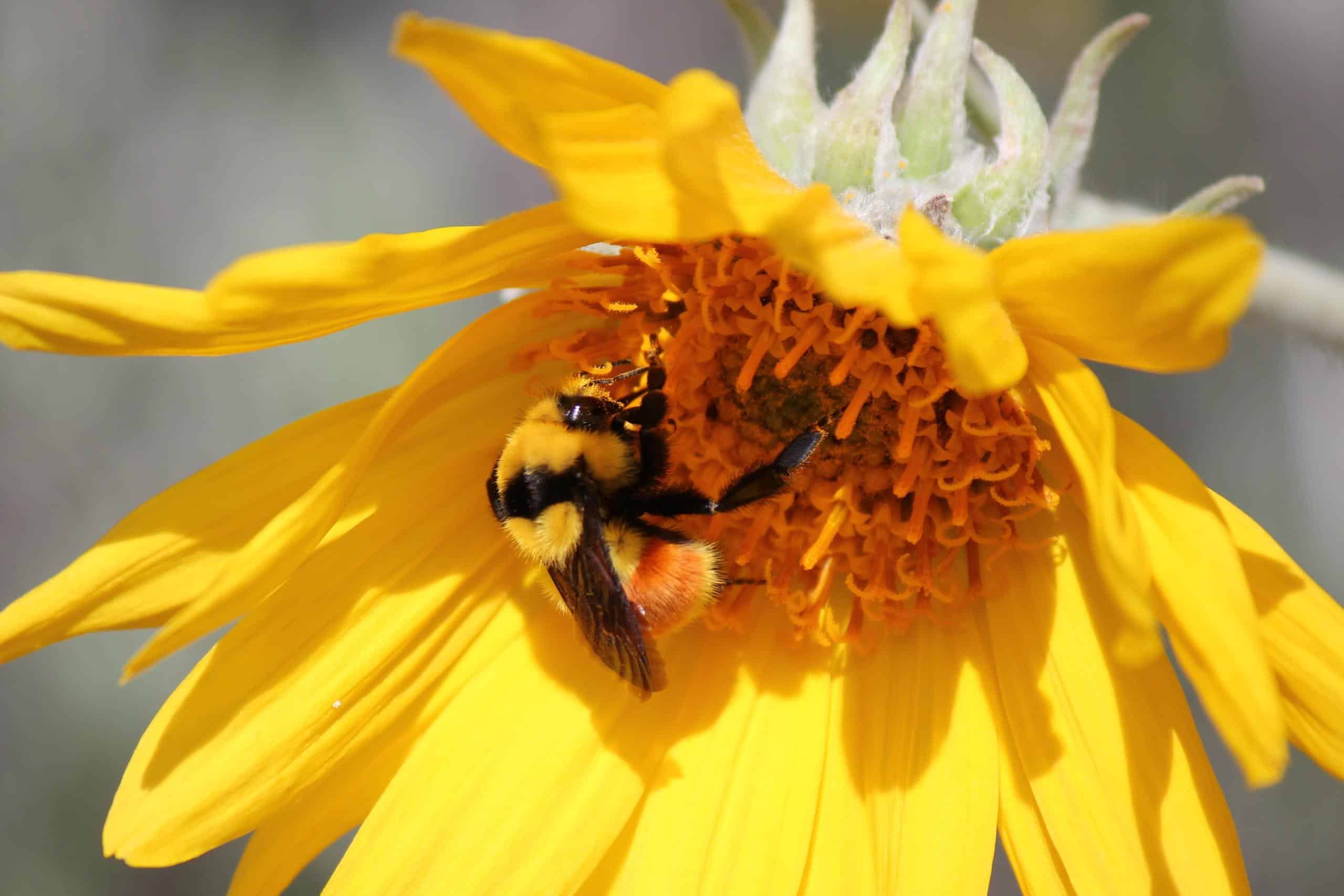 Bumblebees: An Essential Spring Harbinger - North Cascades Institute