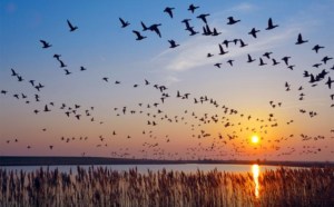 Gifts of Spring: Migrating Birds of the Upper Skagit