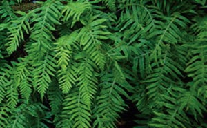 Sweet Treat: Licorice Ferns in the North Cascades