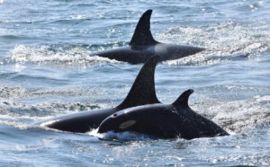 Endangered Orcas: An encounter on San Juan Island