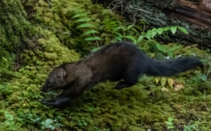 More fishers released in the North Cascades!