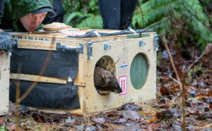Homecoming: more fishers released in North Cascades ecosystem