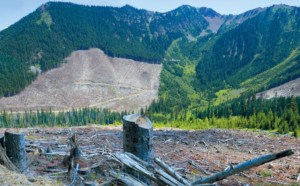 Washington’s rivers, salmon and orcas need protection from Canadian mines