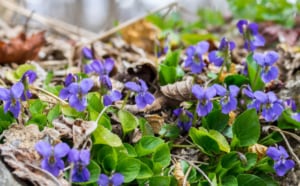 Foodshed Explorations: Cooking with Wild Violets