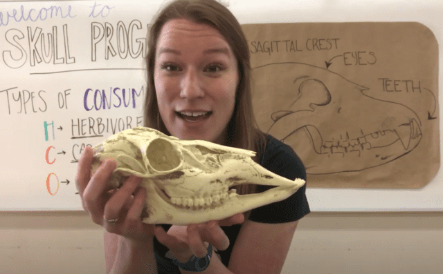 Mystery Skulls with Alexa #2 : Herbivores