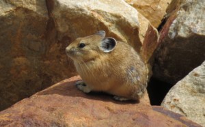“Buying Time for Pikas” by Thor Hanson