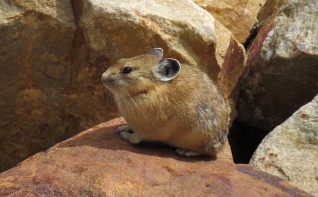 “Buying Time for Pikas” by Thor Hanson
