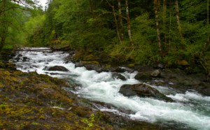 Campfire Stories: “Syncing Up at Sol Duc” with Rena Priest