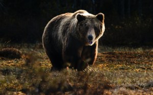 Public Comment Period Opens for Restoring Grizzlies to the North Cascades