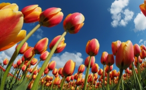 From the Trail: Phenology and Climate Change in the North Cascades