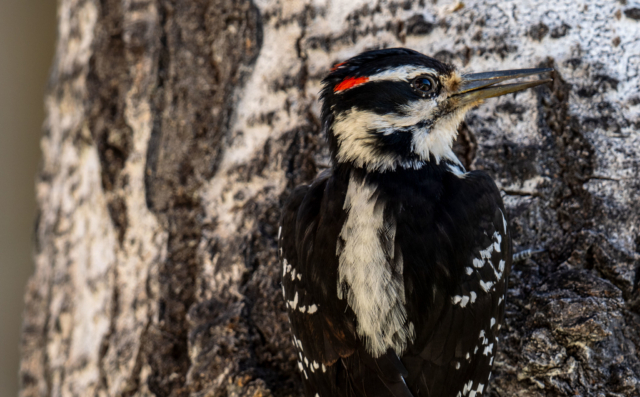The Secret Skyway: Spring Bird Migration in the North Cascades