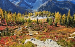 Why Do Larch Trees Turn Gold? And Why Is That So Weird for a Conifer?