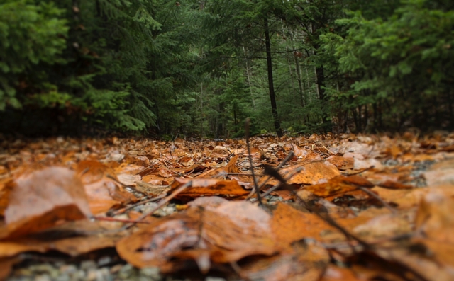 From the Trail: Why Autumn Smells So Good in the North Cascades